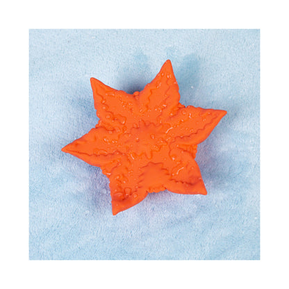 CUTE LITTLE FUCKERS - STARSI CORAL